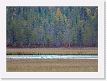 joutsenetn whooper swans 8705 * 800 x 574 * (425KB)